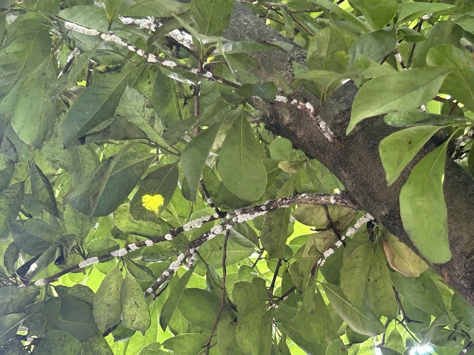 Scale insects on magnolia